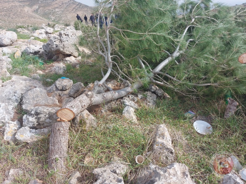صور- الاحتلال يدمر آلاف الأشجار الحرجية والزيتون في الاغوار