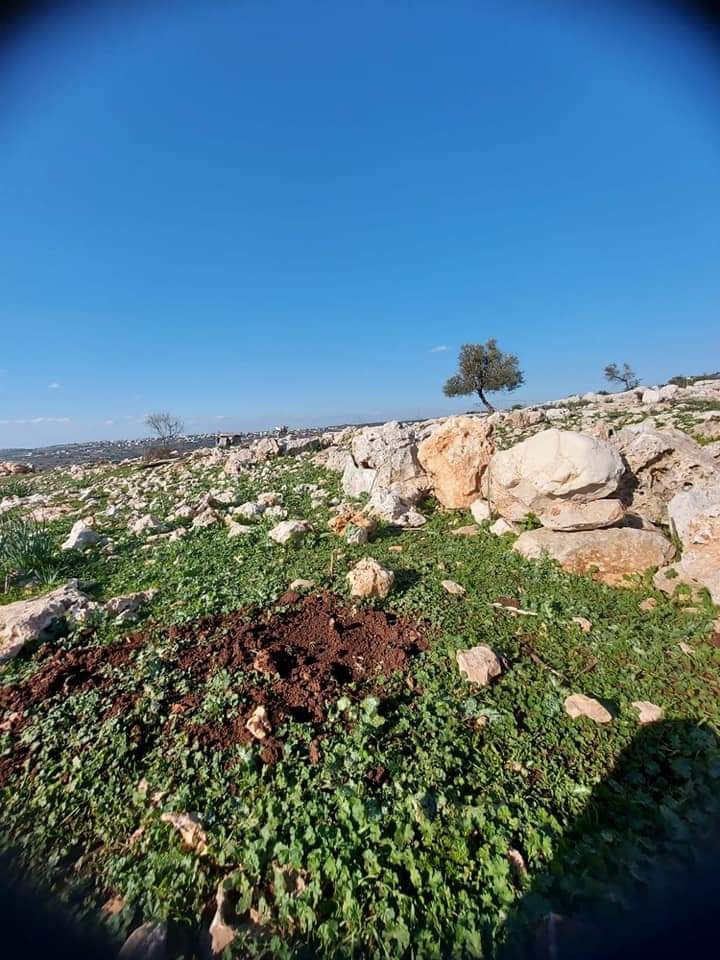 مستوطنون يقتلعون 90 شجرة زيتون في بديا وياسوف بمحافظة سلفيت