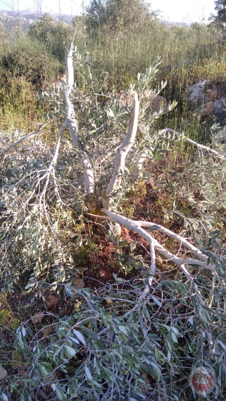 In pictures..settlers destroy 50 olive trees in Salfit