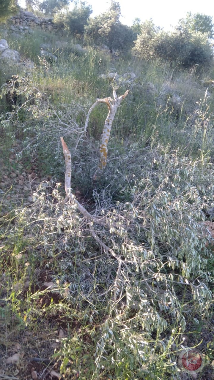 بالصور ..مستوطنون يحطمون 50 شجرة زيتون  في سلفيت