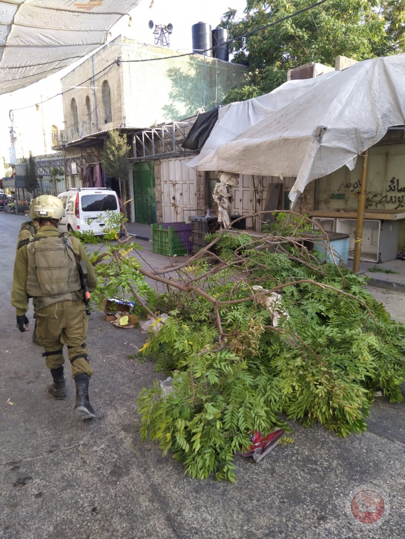 Pictures - Occupation soldiers detain children and cut down ornamental trees in Hebron