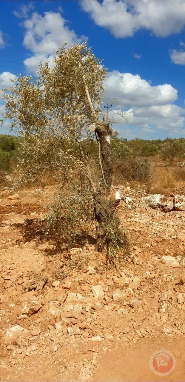 تجريف أراض واقتلاع عشرات أشجار الزيتون في بلدة الزاوية