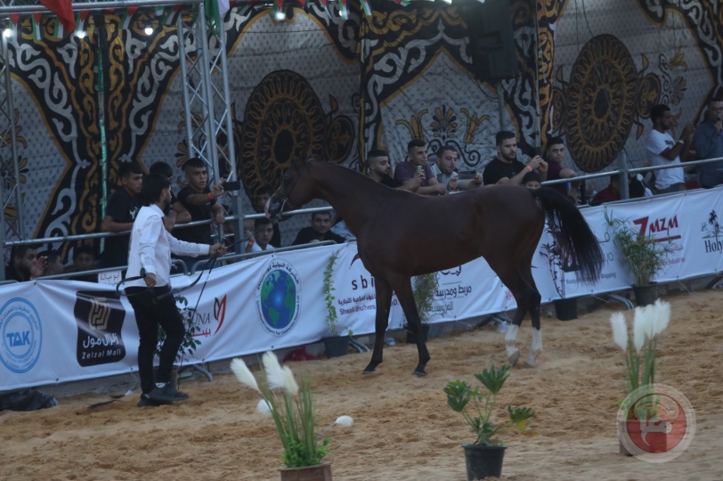 اسدال الستار على بطولة خليل الرحمن الثامنة لجمال الخيول العربية الاصيلة