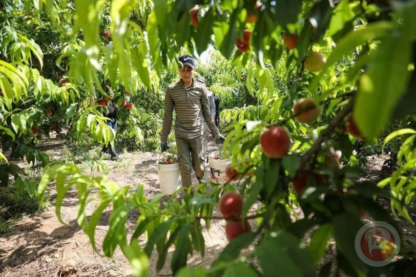 غزة تنتج سنويا 2100 طن من محصول الخوخ 