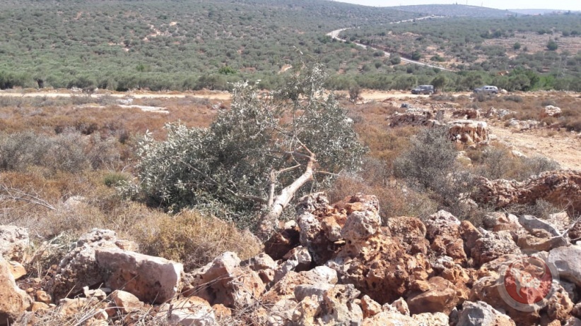 Settlers cut down olive trees north of Ramallah