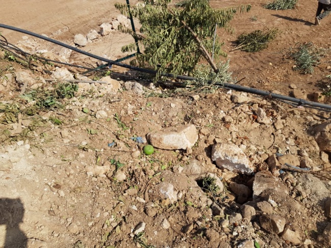 Settlers uproot 50 olive saplings, west of Salfit