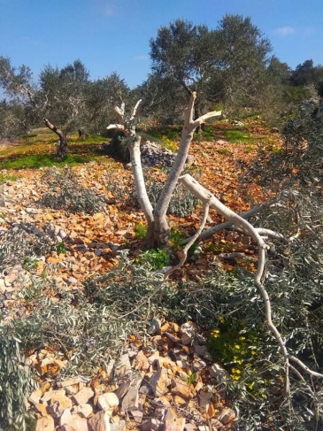Settlers uproot hundreds of olive and vine saplings, south of Bethlehem