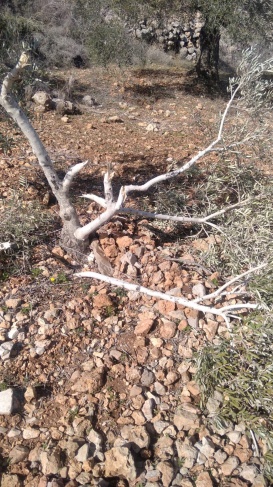 مستوطنون يقطعون 22 شجرة زيتون في اراضي ياسوف