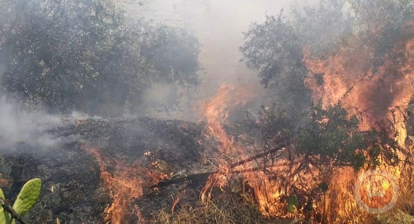 Settlers set fire to olive trees in Hebron