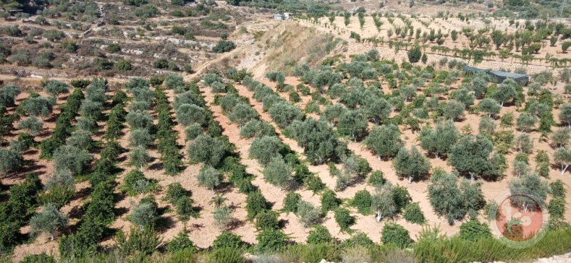 Olive growers fear increasing settler attacks