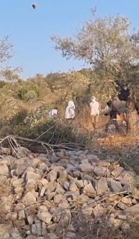 Settlers attack olive pickers in Kafr ad-Dik