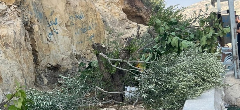 تجريف 150 دونما- الاحتلال يقتلع أكثر من 1500 شجرة زيتون غرب سلفيت