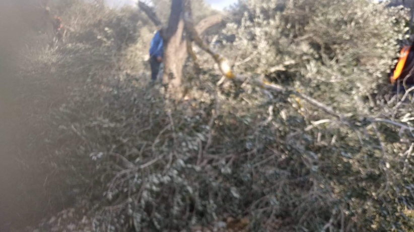Occupation bulldozers continue to bulldoze and uproot olive trees in the village of Marda