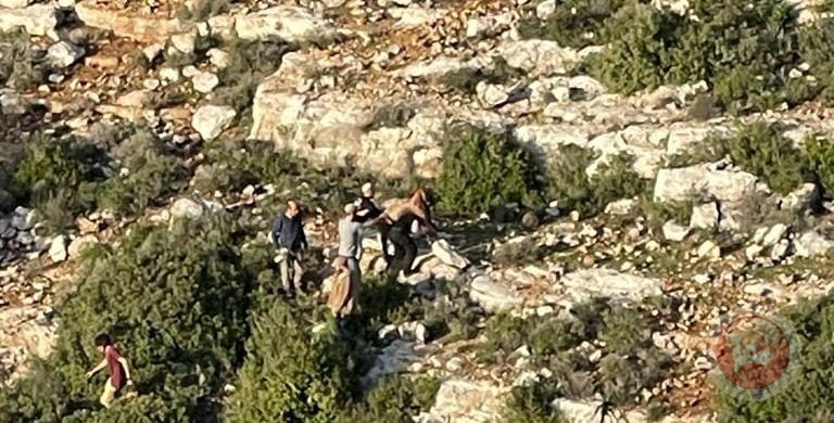 Settlers steal 6 heads of sheep west of Salfit