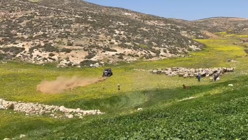 Settlers inflict damage by herding sheep in the village of Zenota (video)