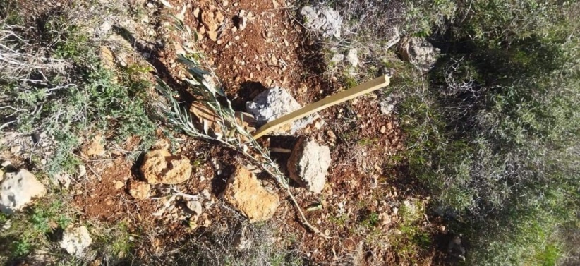 Settlers uproot 80 olive trees and erect a tent on Yasouf lands