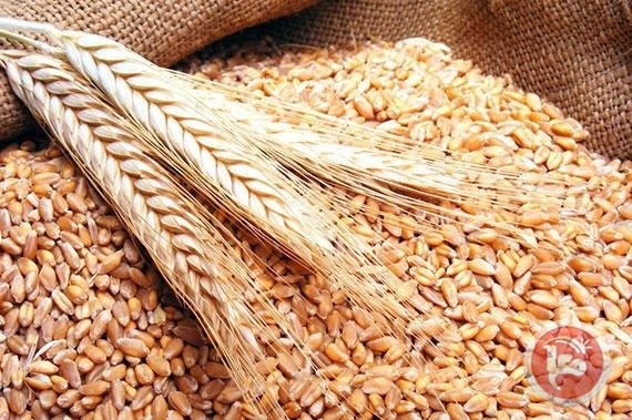 أسعار القمح تصل إلى مستوى قياسي جديد