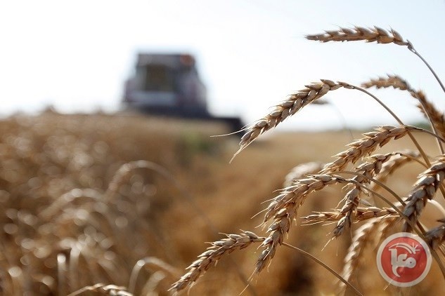 تقرير معا: كم نستهلك طحينا؟ وكيف تواجه فلسطين الارتفاع العالمي لأسعار القمح؟