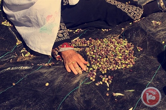 Agriculture in Gaza announces the date for picking olives and operating oil presses